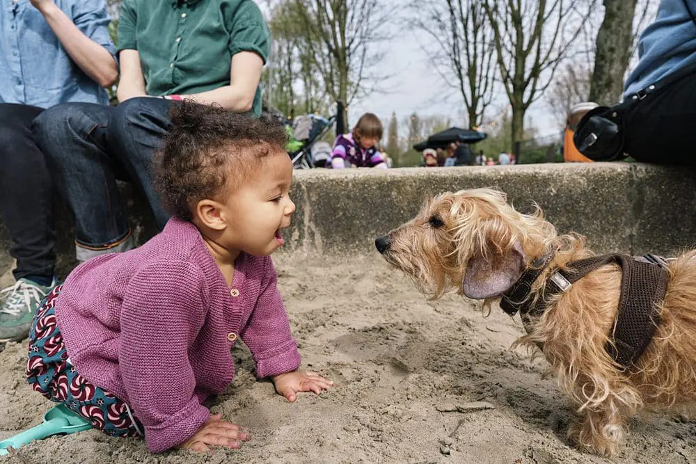 Young child at eye level with the family dog — candid family photoshoot South-East London