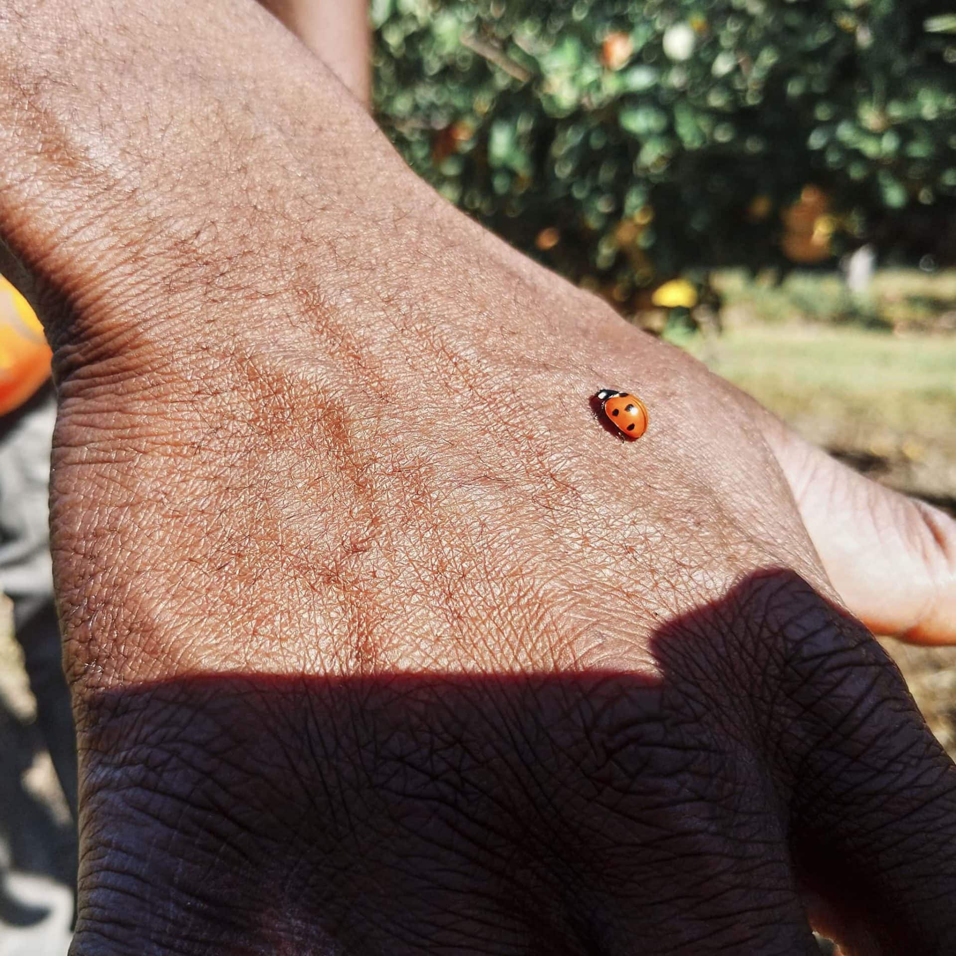 ladybug on hand