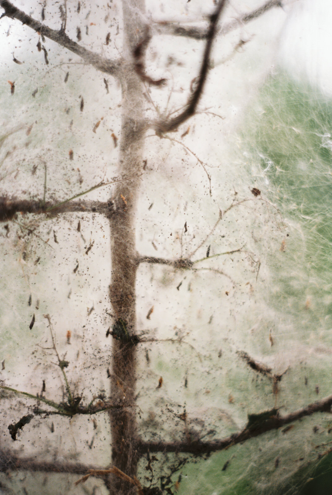 Close up of seeds to learn observation skills during a photo walk in South-East London
